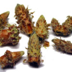 Bourgeons de Pin
